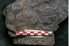 Foto (Detailansicht) von Palissya podocarpoides Ettingshausen (NHMW-GEO-2024-0188-10308)